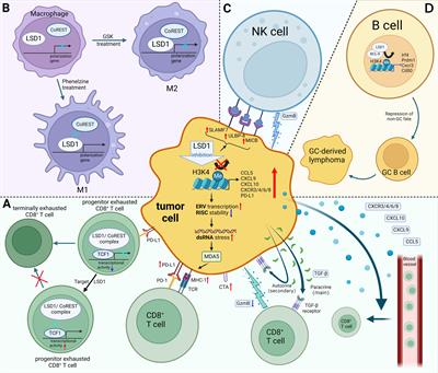 Targeting LSD1 in tumor immunotherapy: rationale, challenges and potential